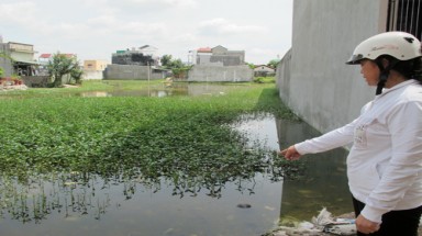  Ám ảnh cánh đồng đỉa Hóc Môn