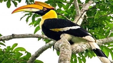  Doanh nhân bị “tố” ăn thịt chim Phượng Hoàng Đất: Chỉ là chụp hình đăng lên mạng để sống ảo?