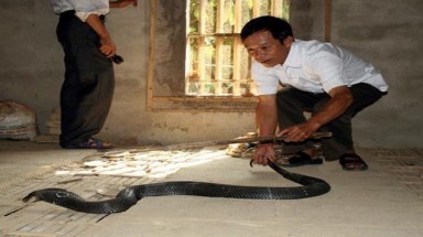  "Lạnh người" với rắn hổ mang bành ở Vĩnh Phúc