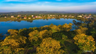  Hoa muồng nở vàng rực phố núi Gia Lai