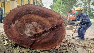  Vì sao hàng loạt cây cổ thụ trên nhiều con đường trung tâm TP.HCM bị đốn hạ?