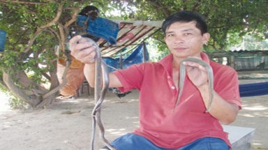  Săn rắn đêm