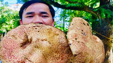  Mùa đông, lên đồi Thiên An săn nấm thông rằn