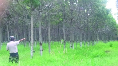  Bình Phước: Liên doanh để... phá rừng?