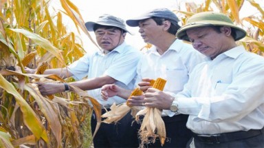  Trồng cây biến đổi gen, còn nhiều lo ngại