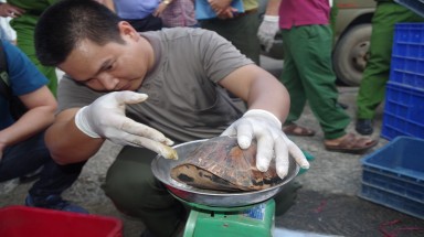  Đồng Tháp: Rùa đầu to được “phù phép” có nguồn gốc hợp pháp từ trang trại