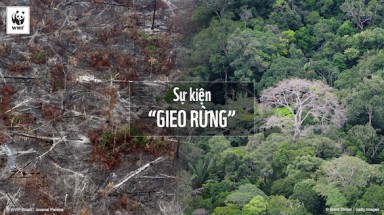 Bạn có muốn Gieo Rừng cùng WWF-Việt Nam?