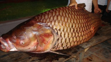 Cẩn trọng khi ăn cá “khủng”