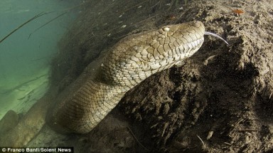 Thế giới của trăn khổng lồ Anaconda