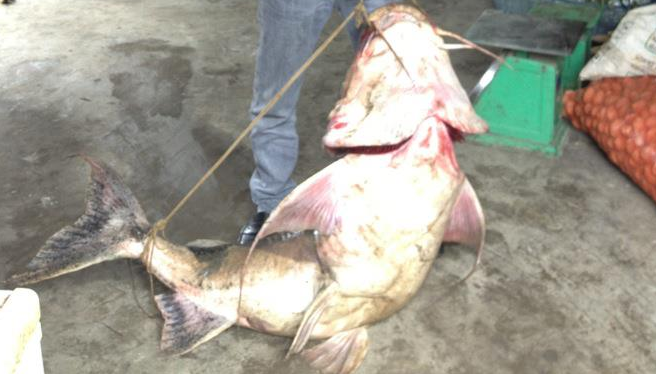  Bắt được cá quý hiếm trên sông Gâm