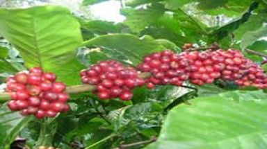 Lâm Đồng: Nâng hiệu quả "ghép" cải tạo cây cà phê
