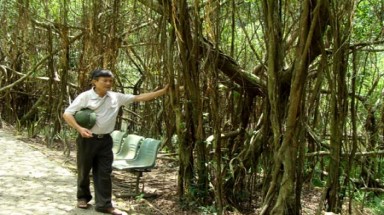  Cây si có tán rộng 54 ha ở Ninh Bình