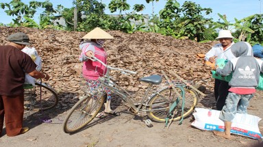   Lá điều cũng bị tận thu!
