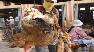  Phát động cuộc thi ảnh “Cai Nhậu Kháng Sinh Cho Gia Cầm” với học sinh Đồng Tháp 