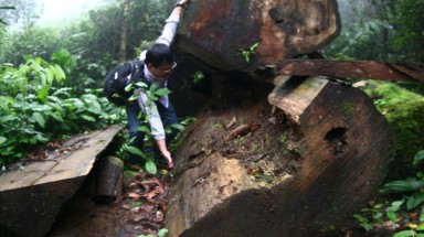  Gỗ rừng “chạy” đi đâu?