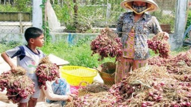  Sóc Trăng: Dùng độc chất bảo quản hành tím, 800 người bị mù