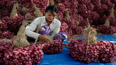  Nông dân "đảo tỏi " Lý Sơn thu lãi 100 triệu đồng/ha từ... hành tím 