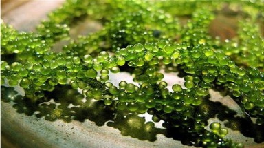 7 loại tinh dầu tốt nhất thế giới