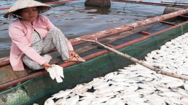  Bình Dương: Hàng trăm ngàn cá diêu hồng chết trắng hồ