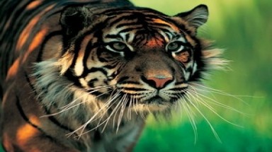  Hổ Sumatra trước nguy cơ bị tuyệt chủng