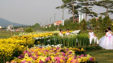  Chờ đợi “đại tiệc hoa”