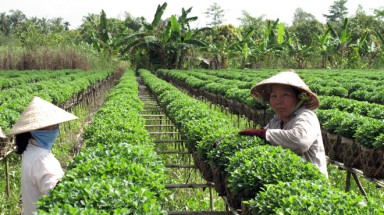   Hoa kiểng tết... chết đứng