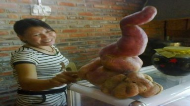  Hải Dương: Phát hiện củ khoai nặng bằng trẻ sơ sinh, có hình hồ lô