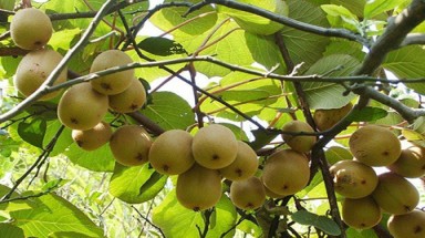  Sở thích trồng "cây nhà lá vườn"