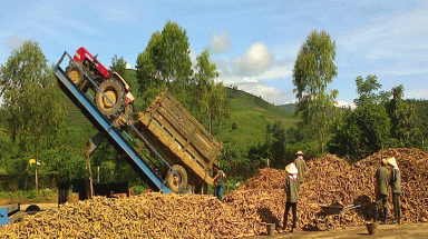  Kiểm tra, giám sát việc khắc phục tình trạng ô nhiễm do phơi bã mì tươi chưa qua xử lý 