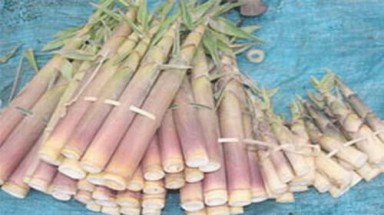  Bị ngộ độc thực phẩm cần làm gì ngay?