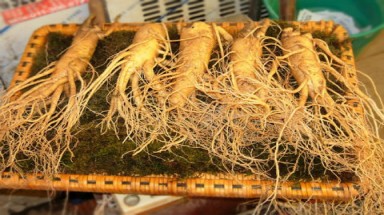  7 "dạng người" không thích hợp dùng nhân sâm