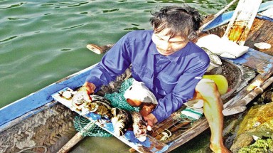  Cá mú bất ngờ chết hàng loạt