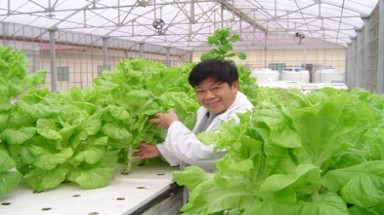    10 năm "gian khổ" của người trồng rau không cần đất