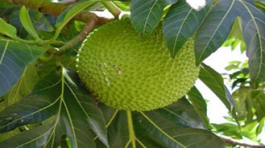   Sa kê: lạ miệng, ngon và bổ dưỡng