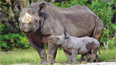  Châu Phi: Thêm một phân loài tê giác tuyệt chủng 
