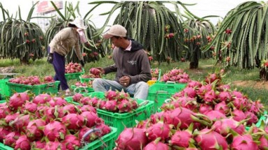  Tiền Giang: “trúng đậm”  thanh long nghịch vụ