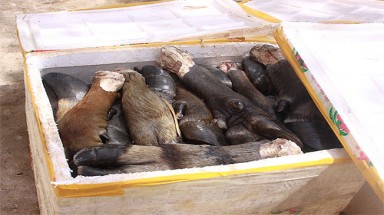 TP. HCM: Ớn lạnh thịt thối 
