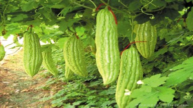    Gốc mướp đắng chữa cao huyết áp