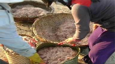    Bình Định: Ngư dân trúng đậm ruốc, lãi bạc triệu mỗi đêm