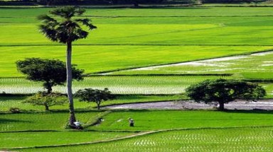    "Luật đất đai cần được điều chỉnh phù hợp thực tiễn"