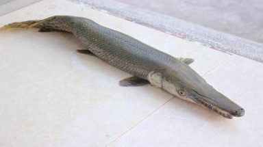   Hải Phòng:  Bắt được cá mình rắn, đầu cá sấu 