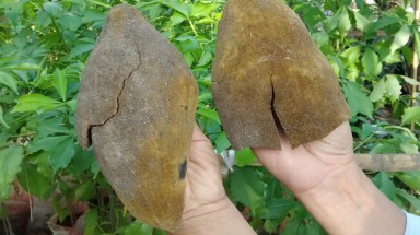  Người sở hữu 108 cây Bao Báp ở... Hà Nội