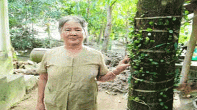    Cần Thơ có bà Sáu Mía trị rắn cắn miễn phí
