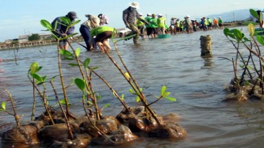   Thử nghiệm trồng phục hồi cây ngập mặn ven biển và đầm phá 