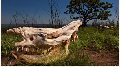  WWF công bố danh sách 10 loài nguy cấp bị buôn bán nhiều nhất tại các chợ của vùng Tam giác Vàng