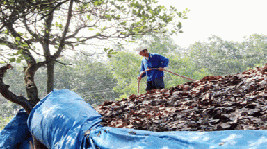 Ngăn chặn tình trạng tận thu lá điều
