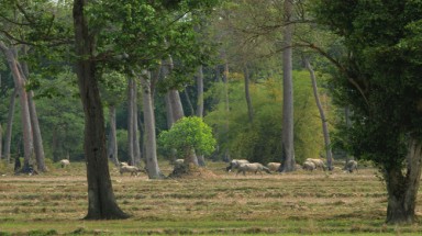    Vì một Cát Tiên "nguyên vẹn"