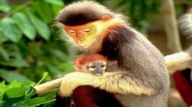  Bảo tồn đa dạng sinh học ở TT-Huế 