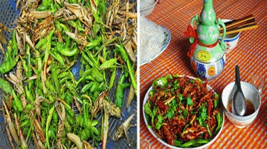    Béo giòn món châu chấu chiên lá chanh