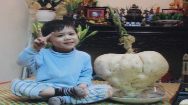  Củ đậu hình trái tim nặng gần 14kg 